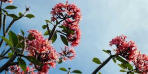 2026 전국 벚꽃 개화시기 언제 피나? 서울 부산 대전 대구 광주 경주 안동 만개 시기 + 벚꽃 명소 지도 + 주차까지 완벽 정리